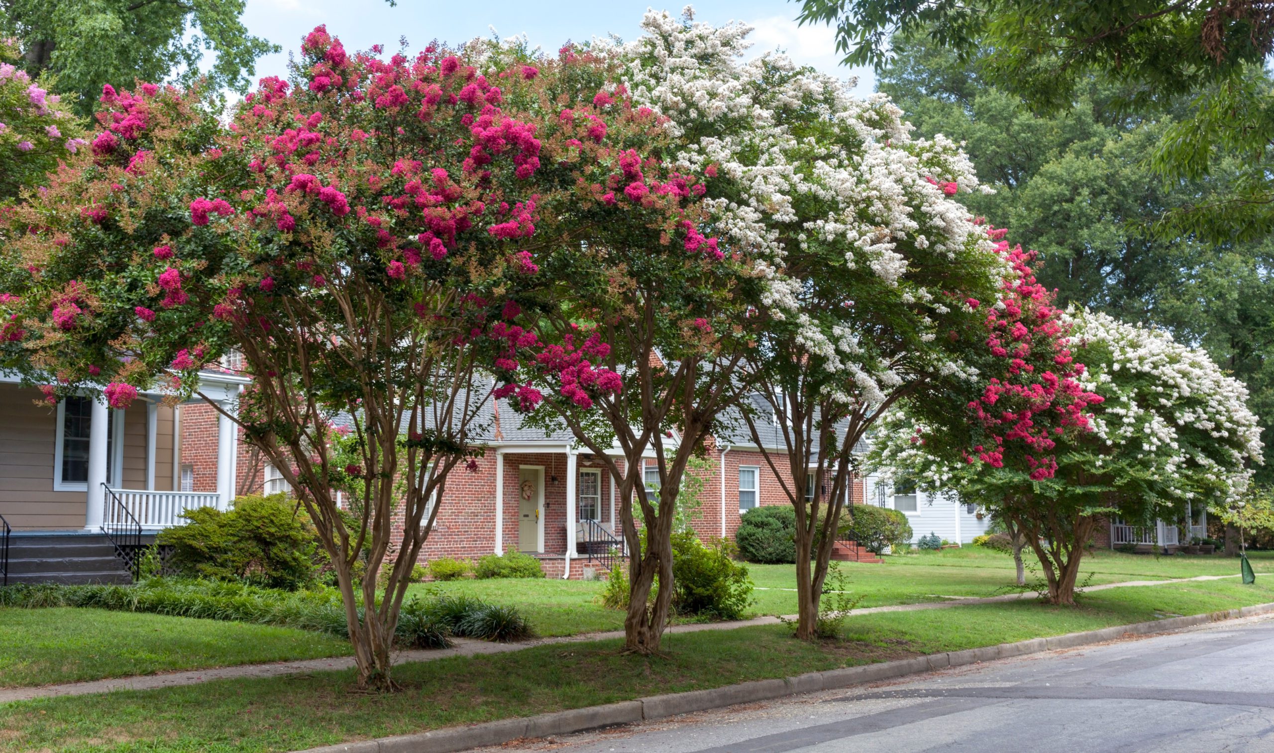 Red,And,White,Crepe,Myrtle,Trees,On,Residential,Neighborhood,Street.