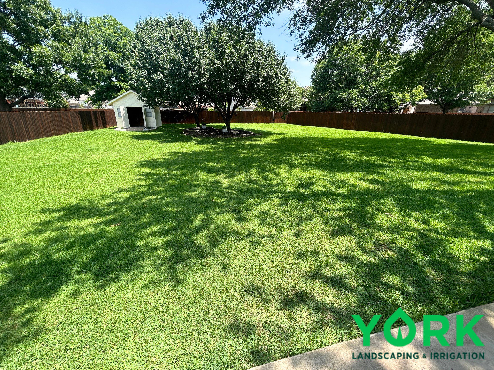 Healthy St Augustine lawn in North Texas residential yard