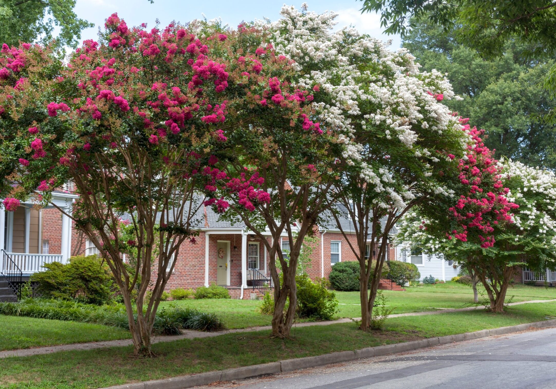 Red,And,White,Crepe,Myrtle,Trees,On,Residential,Neighborhood,Street.